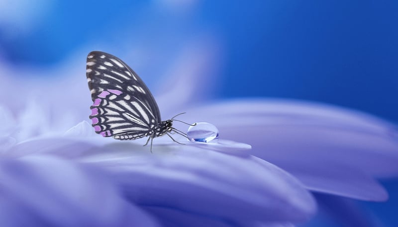Fairy wings
