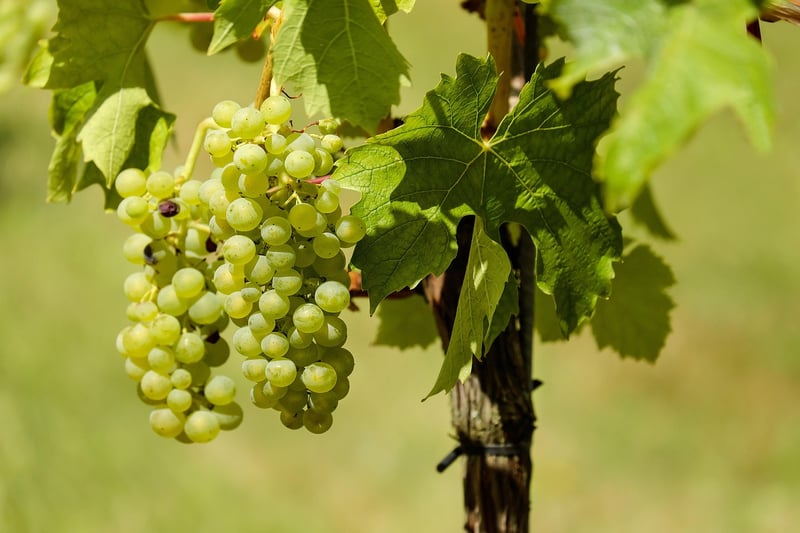 Vintage Vineyard